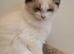 Lovely Ragdoll kittens for sale