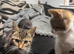 Beautiful kittens ready for forever homes