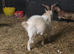 Pygmy Breeding Buck