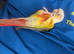 Beautiful DNA tested male conure