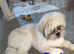 READY NOW. Shihpoo/shihpoochon hybrid puppies