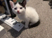 Kittens looking for homes