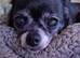 Golden oldies rescue chi