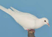 This year's Barbary doves and one white Java.