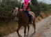 Beautiful Chestnut Mare with Flaxen Mane and Tail
