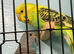 Beautiful colour baby budgies