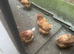 Chicken 18 Months old