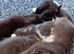 Adorable kittens