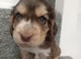 ️ KC Registered Show Type Cocker Puppies️