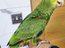 Hand reared baby double yellow headed amazon