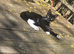 Female cat