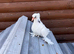 PIGEON
