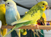 Young Indoor-Raised Budgies — perfect pets Cheshire