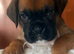 Beautiful bouncy boxer babies