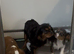 Merle cavalier King Charles spaniel