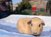 Purebred golden guinea pigs