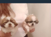 Shih Tzu puppies