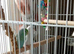 TWO PARROTLETS BIRDS