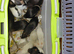 simise rats topeard 12 males n 5 females left