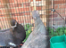 Beautiful birds