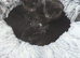 Two cat sisters for sale