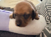 KC reg Miniature Smooth hair Dachshunds