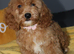 Gorgeous Yankee Doodle Girl