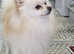 Stunning Pomeranian Boy for Stud
