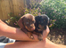 BEAUTIFUL MINITURE DACHSHUND BABIES