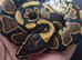 Various snakes available