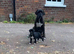 KC Registered Boxer Puppies