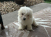 10 week old Bicshon Frise boy