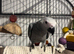 African grey baby ready now!!