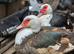 Muscovy ducks