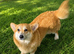 2 corgis male & female