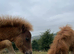 2 gorgeous filly foals mini Shetland and a mini horse