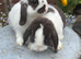 Gorgeous mini lops ready now