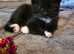 Gorgeous Black and White Kitten