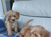 Cavapoo puppies for sale