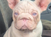 Frenchi puppy for sale
