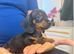 Miniature Dachshund