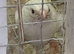 Pair of zebra finches & 3 babies