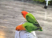 FISCHERS LOVEBIRDS