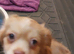 Shorchi puppies