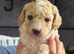 Cockapoo puppies for sale