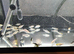 Koi fry 13 weeks old