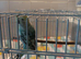 Available Still 4 x Baby Budgies different colours over 7 weeks old now &pound;30 each or buy 2 for &pound;55
