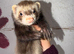 Semi angora ferrets for sale