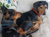 2 x Dachshund Cross