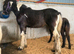 HOYS quality. Native filly foal to make 15hh
